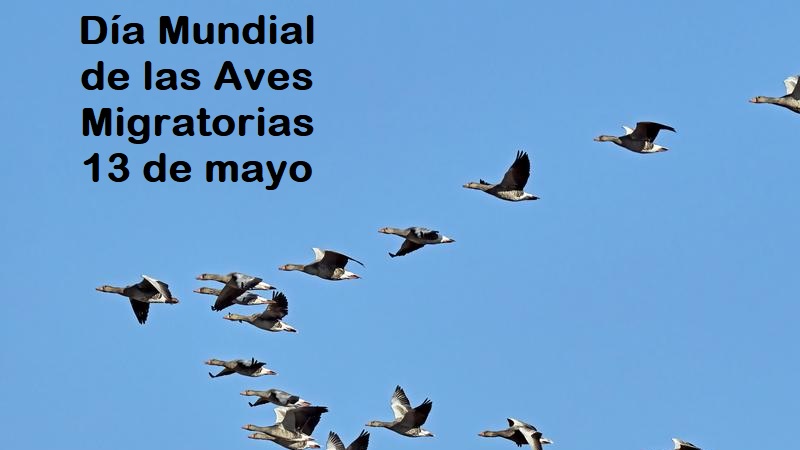 Necesidad de conservar las aves migratorias y sus hábitats